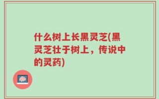 什么树上长黑灵芝(黑灵芝壮于树上，传说中的灵药)