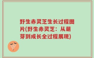 野生赤灵芝生长过程图片(野生赤灵芝：从萌芽到成长全过程展现)