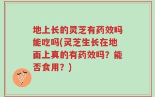 地上长的灵芝有药效吗能吃吗(灵芝生长在地面上真的有药效吗？能否食用？)
