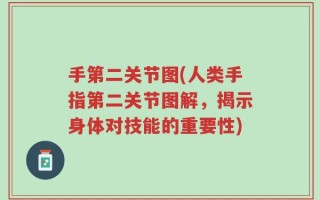 手第二关节图(人类手指第二关节图解，揭示身体对技能的重要性)