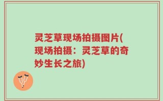 灵芝草现场拍摄图片(现场拍摄：灵芝草的奇妙生长之旅)