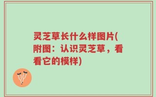 灵芝草长什么样图片(附图：认识灵芝草，看看它的模样)