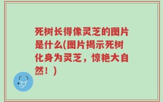 死树长得像灵芝的图片是什么(图片揭示死树化身为灵芝，惊艳大自然！)