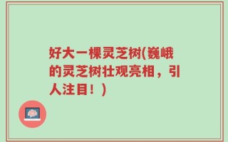 好大一棵灵芝树(巍峨的灵芝树壮观亮相，引人注目！)