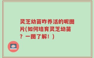 灵芝幼苗咋养活的呢图片(如何培育灵芝幼苗？一图了解！)