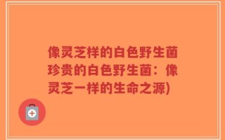 像灵芝样的白色野生菌珍贵的白色野生菌：像灵芝一样的生命之源)