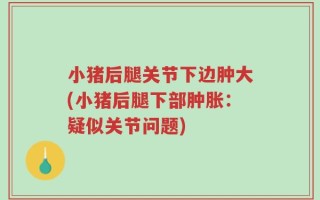 小猪后腿关节下边肿大(小猪后腿下部肿胀：疑似关节问题)