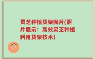灵芝种植货架图片(照片展示：高效灵芝种植利用货架技术)