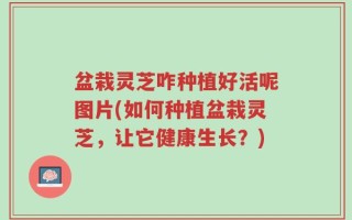 盆栽灵芝咋种植好活呢图片(如何种植盆栽灵芝，让它健康生长？)