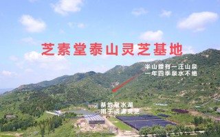 破壁灵芝孢子粉为什么大家都选芝素堂？ 