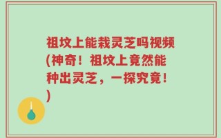 祖坟上能栽灵芝吗视频(神奇！祖坟上竟然能种出灵芝，一探究竟！)