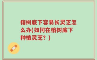 榕树底下容易长灵芝怎么办(如何在榕树底下种植灵芝？)