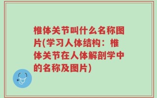 椎体关节叫什么名称图片(学习人体结构：椎体关节在人体解剖学中的名称及图片)