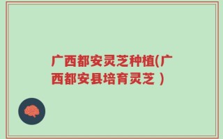 广西都安灵芝种植(广西都安县培育灵芝 )