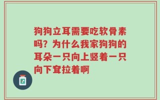 狗狗立耳需要吃软骨素吗？为什么我家狗狗的耳朵一只向上竖着一只向下耷拉着啊