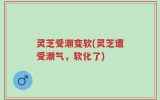 灵芝受潮变软(灵芝遭受潮气，软化了)