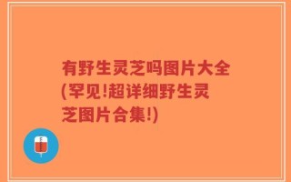 有野生灵芝吗图片大全(罕见!超详细野生灵芝图片合集!)