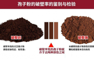 灵芝孢子粉粉碎到什么程度好？会对作用产生哪些影响？