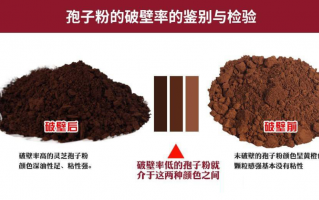 灵芝孢子粉为什么要破壁？灵芝孢子粉应该怎么选？