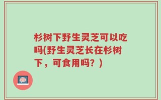 杉树下野生灵芝可以吃吗(野生灵芝长在杉树下，可食用吗？)