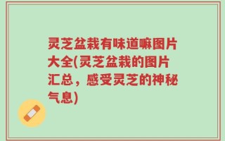 灵芝盆栽有味道嘛图片大全(灵芝盆栽的图片汇总，感受灵芝的神秘气息)