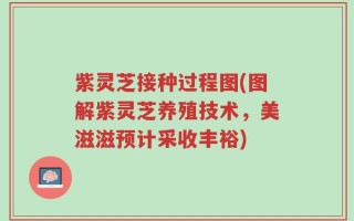 紫灵芝接种过程图(图解紫灵芝养殖技术，美滋滋预计采收丰裕)