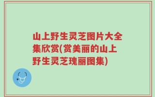 山上野生灵芝图片大全集欣赏(赏美丽的山上野生灵芝瑰丽图集)