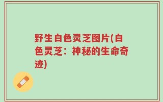 野生白色灵芝图片(白色灵芝：神秘的生命奇迹)