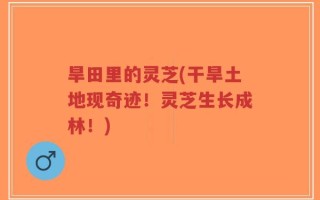 旱田里的灵芝(干旱土地现奇迹！灵芝生长成林！)