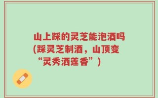 山上踩的灵芝能泡酒吗(踩灵芝制酒，山顶变“灵秀洒莲香”)