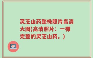灵芝山药整株照片高清大图(高清照片：一棵完整的灵芝山药。)