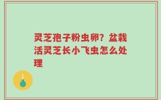 灵芝孢子粉虫卵？盆栽活灵芝长小飞虫怎么处理