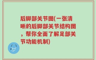 后脚部关节图(一张清晰的后脚部关节结构图，帮你全面了解足部关节功能机制)