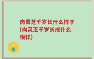 肉灵芝千岁长什么样子(肉灵芝千岁长成什么模样)