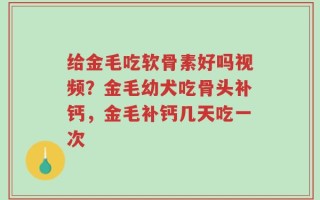 给金毛吃软骨素好吗视频？金毛幼犬吃骨头补钙，金毛补钙几天吃一次