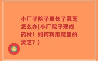 小厂子院子里长了灵芝怎么办(小厂院子现成药材！如何利用院里的灵芝？)