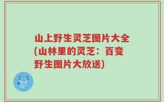 山上野生灵芝图片大全(山林里的灵芝：百变野生图片大放送)