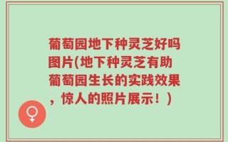 葡萄园地下种灵芝好吗图片(地下种灵芝有助葡萄园生长的实践效果，惊人的照片展示！)