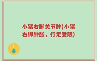 小猪右脚关节肿(小猪右脚肿胀，行走受限)