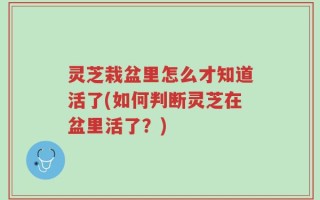 灵芝栽盆里怎么才知道活了(如何判断灵芝在盆里活了？)
