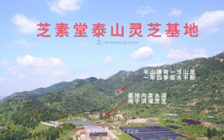 真的有千年灵芝吗？灵芝类制品应该怎么选？