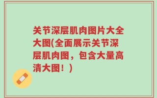 关节深层肌肉图片大全大图(全面展示关节深层肌肉图，包含大量高清大图！)