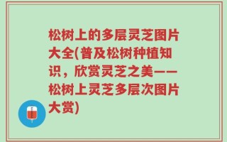 松树上的多层灵芝图片大全(普及松树种植知识，欣赏灵芝之美——松树上灵芝多层次图片大赏)