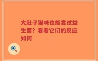 大肚子猫咪也能尝试益生菌？看看它们的反应如何