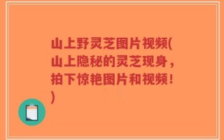 山上野灵芝图片视频(山上隐秘的灵芝现身，拍下惊艳图片和视频！)