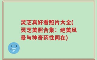 灵芝真好看照片大全(灵芝美照合集：绝美风景与神奇药性同在)
