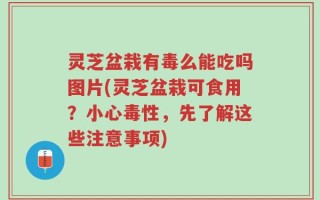 灵芝盆栽有毒么能吃吗图片(灵芝盆栽可食用？小心毒性，先了解这些注意事项)