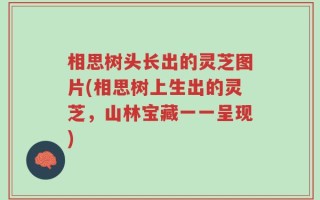 相思树头长出的灵芝图片(相思树上生出的灵芝，山林宝藏一一呈现)