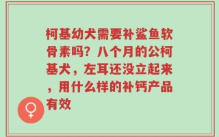 柯基幼犬需要补鲨鱼软骨素吗？八个月的公柯基犬，左耳还没立起来，用什么样的补钙产品有效