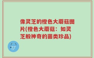 像灵芝的橙色大蘑菇图片(橙色大蘑菇：如灵芝般神奇的菌类珍品)